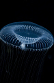 Jellyfish. 