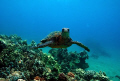 Crush. A green turtle off Makena Landing, Maui, Hawaii.  Taken with a Canon Digital Rebel XT with a 10-22mm wide angle zoom in an Ikelite Housing.  Image shot while free-diving without SCUBA. 