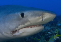 The Tiger Sharks keep their distance until they recognize comfort and then they come in close. This image was taken at Hammertime Reef - Bahamas 