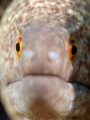 Eye to eye 