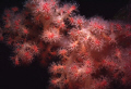 Soft Coral, Resolute Bay, Cornwallis Island, Nunavut, Canada 