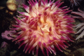 Arctic Crimson Anemone, Resolute Bay, Cornwallis Island, Nunavut, Canada 