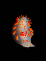 Orange-Tipped Nudibranch (Triopha catalinae) Queen Charlotte Islands 