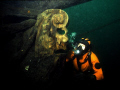 Diver examines the original figurehead on the Brig Sandusky, Straits of Mackinac. This figurehead has since been removed for protection from theft and a replica mounted in its place. 