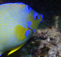 Queen Angel, John Pennekamp Coral Reef State Park, Key Largo, FL 