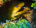 Moray eel seen in Grand Cayman August 2010.  Photo taken with a Canon SD550. 