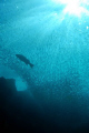 Sardins and grouper in La Sirenita, Cabo Pulmo, Baja Sur, Mexico 