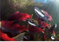 "Jaws" of sockeye salmon. Canada 2010 