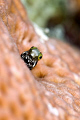 Curious secretary blenny. 
