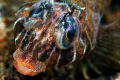 Longfin Sculpin. Canada 2010 