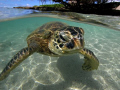 Hawaiian green sea turtle "Honu" 