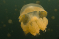 Jelly Fish Lake D300, Tokina 10-17 