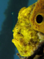 Frogfish 