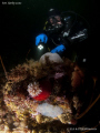 Underwater northwest pacific life. 