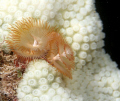 Christmas Tree Tube-worm on bleaching Coral 