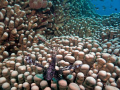 Lionfish on coral.  Coral Sea. 