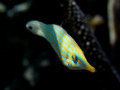 Longnose Filefish in natural light. F2.8, 1/1000 