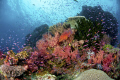 Colorful Fiji reefs 