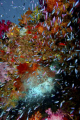Anthias surround this hole in a Fiji reef 