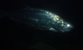 Tarpon in Bonaire  Nikon S7100, Ikelite AF 35 strobe, Wide angle wet lens 