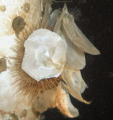 Hidden urchin on the Geo-dome 