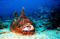 Stone - Fish, Anemon Reef 