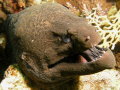 Angry Moray Eel, 