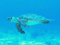 We were just diving along and this beautiful Turtle came by to check us out. 