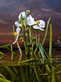 Not quite a true over-under....Was taking photo's of the sunset and decided to wade in to shoot some flowers.  Canon G10; 3x Sea and Sea Strobes.  Shot in Alberta, Canada. 