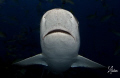 Reef Shark in the night. This omage was taken during the last dive of the night at Ginormous Reef - Bahamas 