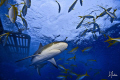 This image of a Reef Shark was taken during a dive at Ginormous Reef off the Bahamas. The rain made a bit of texture to the surface. I was doing my safety stop with some friends! 