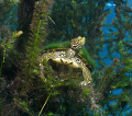 Taken in Aquarena Spring Lake San Marcos, Texas. The turtles' shells are covered with algae making them hard to spot from above. 