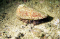 Hermit crab outside Jungle Beach at Thailand
 
