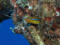 Ewa Fang Blenny.   This little guy likes to hang out inside this railing, only coming out to mimick the dance of a cleaner wrasse and then takes a bite out of unsuspecting fish. 