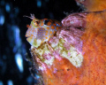 Tessellated Blenny on the Sherman Tug, Mexico Beach, FL 