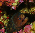 Young eel... 