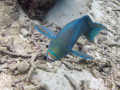 I swear this Spotlight Parrotfish was laughing at the crazy diver. 