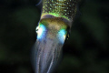 A curious Reef Squid checks out its reflection in my lens port. Nikon D90 in Aquatica A90 housing, single YS-110a strobe. Nikon 60mm Macro Lens @ f10, 1/125 sec, ISO-100. 