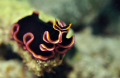 Glorious Flatworm. Nikon D90, Aquatica Housing, 60mm, f8, 1/80, ISO-100, single Sea & Sea YS-110a strobe. 