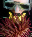 Diver & Anemone, Queen Charlotte Islands, Canada's Pacific Northwest. 