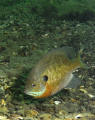 Bluegill Sunfish. Photo taken at local quarry, Windmill Point, near Lake Erie.
Sea Life DC1000. 