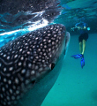 Whaleshark interaction :)
 