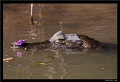 Last Cayman... Centil(cay)man... :)
He's carrying a flower to his lover... 