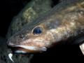 Lingcod or 'Burbot' portrait,* Note the single 'whisker'. North Wall ,  Fathom Five National Marine Park-Tobermory, Ontario 