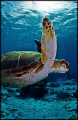 Juvenile turtle fly-by. 