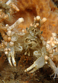 Court Jester (Decorator Crab) 