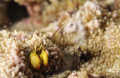 Coral-Residing Hermit Crab in Coral Polyp. 