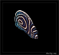 Emperor Angel Fish Juwenile 