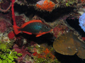 Redband Parrotfish (Initial Phase) on reef off Roatan, Honduras 