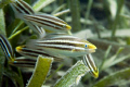 Juvenile parrotfish over seagrass, Ecomarine Pier, Utila. Canon EOS 350d, 18-55mm 